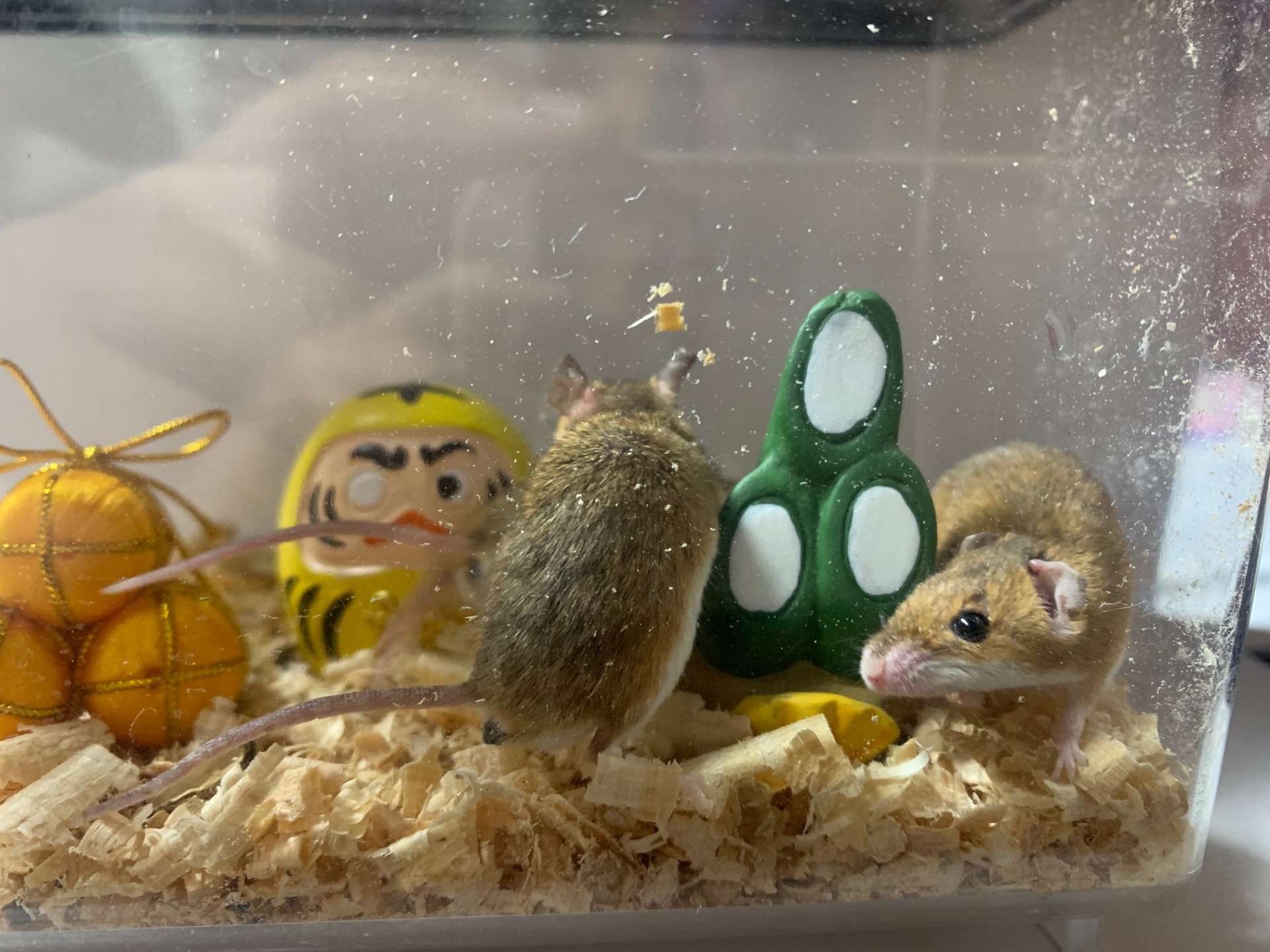 あけましておめでとうございます!!